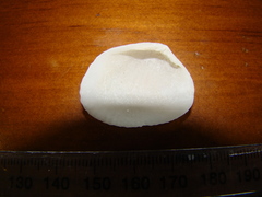 Gafrarium pectinatum