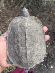 Rhinoclemmys pulcherrima pulcherrima