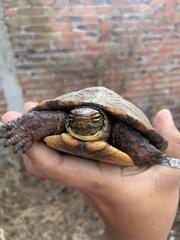 Rhinoclemmys pulcherrima pulcherrima