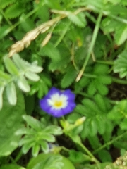 Convolvulus tricolor