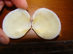 Scutarcopagia scobinata