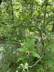 Crataegus germanica