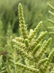 Arthrocaulon macrostachyum