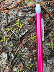 Xyris flabelliformis