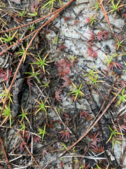 Xyris flabelliformis