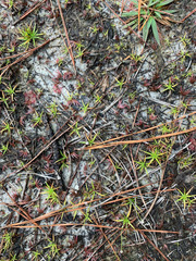 Xyris flabelliformis