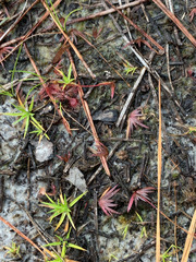 Xyris flabelliformis