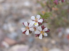 Frankenia corymbosa