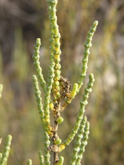 Halocnemum strobilaceum