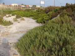 Halocnemum strobilaceum