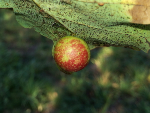 hrčiarka listová (Cynips quercusfolii)