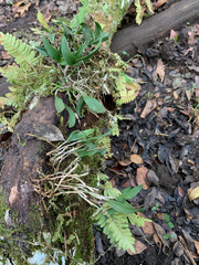 Epidendrum conopseum