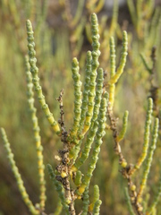 Halocnemum strobilaceum