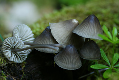 Mycena abramsii