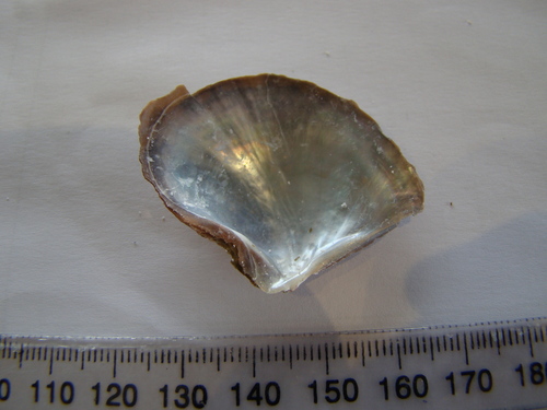 Pteriidae