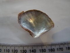 Pteriidae