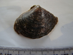 Pteriidae