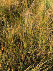Eleocharis elongata