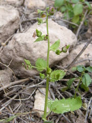 Scrophularia arguta