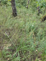 Anthericum ramosum