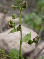 Scrophularia arguta