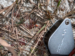 Xyris flabelliformis