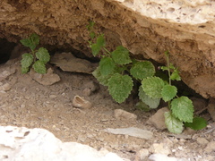 Scrophularia arguta