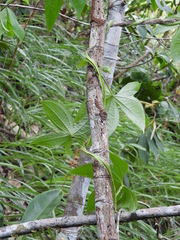 Dioscorea trifida