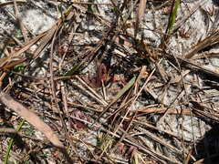 Xyris flabelliformis