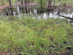Eleocharis rostellata