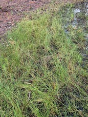 Eleocharis rostellata