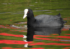 Fulica atra