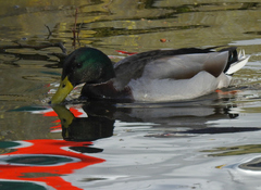 Anas platyrhynchos