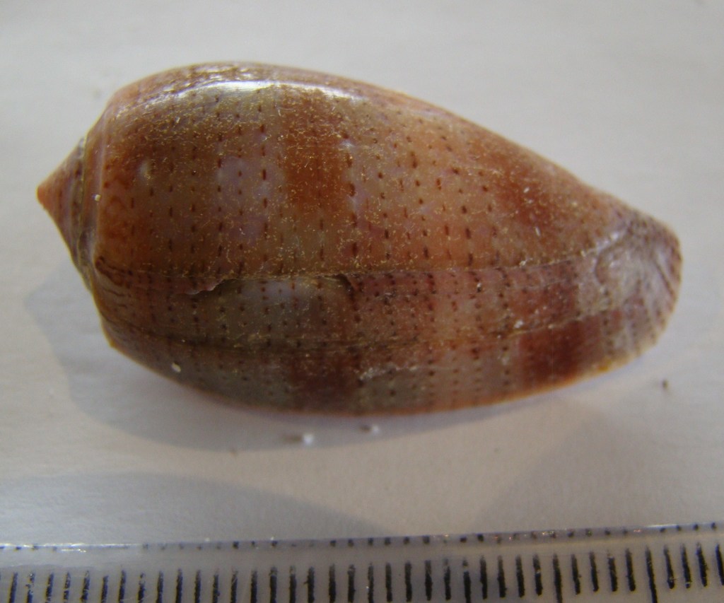 Tulip cone