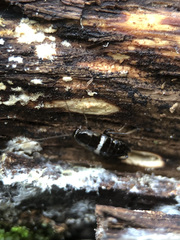Planuncus tingitanus