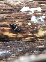 Planuncus tingitanus