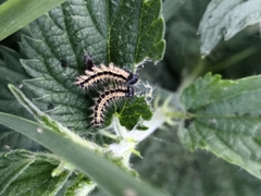 Aglais urticae