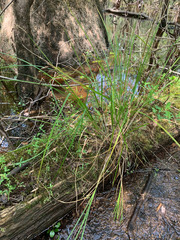 Carex decomposita