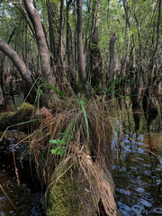Carex decomposita