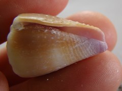 Conus miliaris