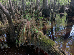 Carex decomposita