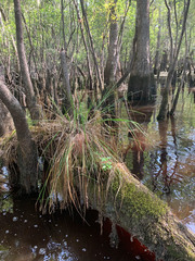 Carex decomposita
