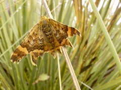 Dasyuris partheniata