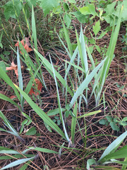 Paspalum bifidum