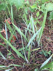 Paspalum bifidum