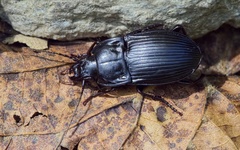 Abax ovalis
