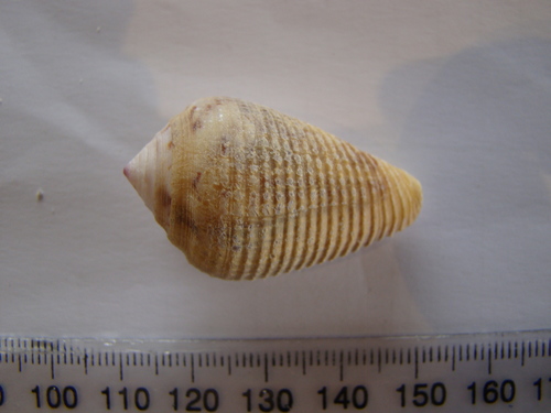 Conus catus
