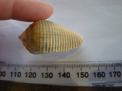 Conus catus