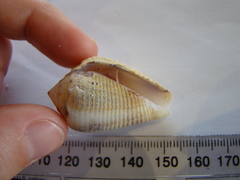 Conus catus
