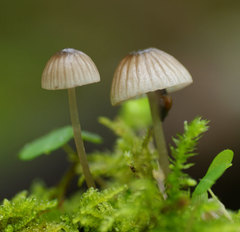 Mycena sanguinolenta